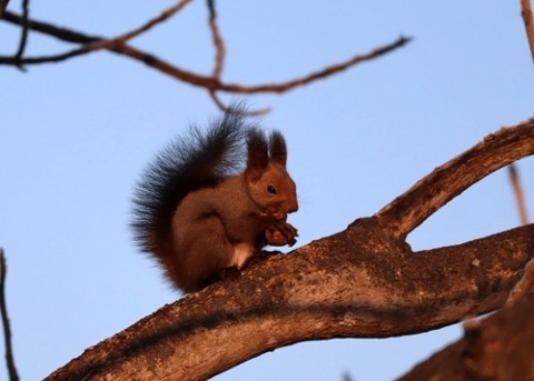 近くで見られたエゾリス