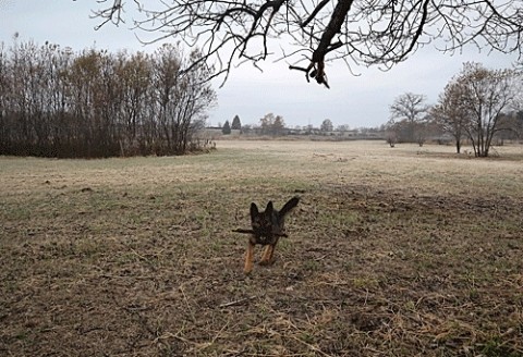 朝の運動エルと一緒