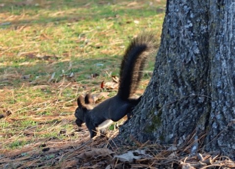 あずさ公園のエゾリス