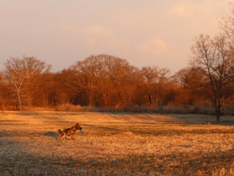 フリスビーキャッチ