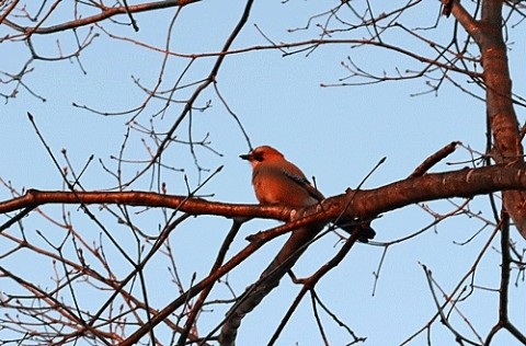 久しぶりのカケス
