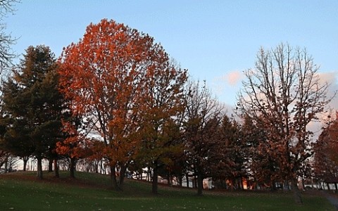 あずさ公園で最後の紅葉