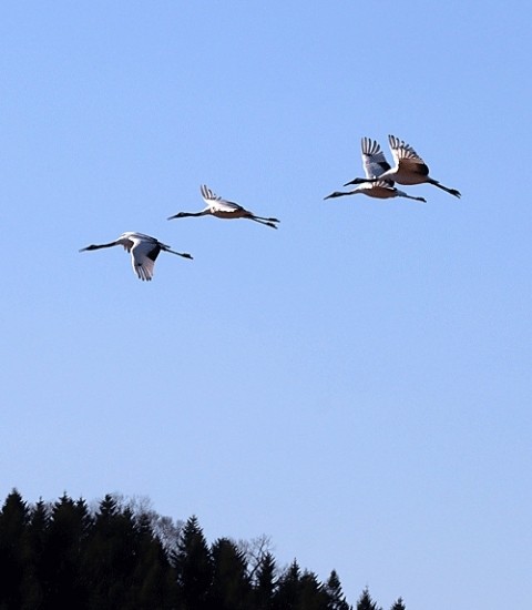 音別のタンチョウ②