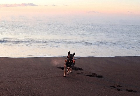 音別の浜辺で遊ぶエル
