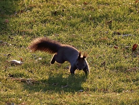 日の出時のエゾリス