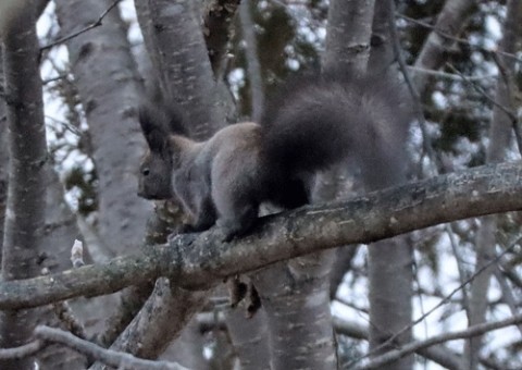 冬毛になったエゾリス