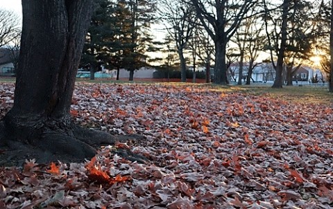朝日に染まる落ち葉