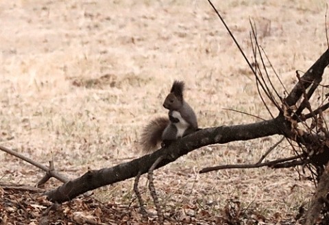 被写体に困った時のエゾリス