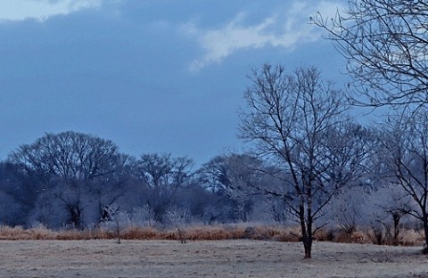 霧氷が見られた朝
