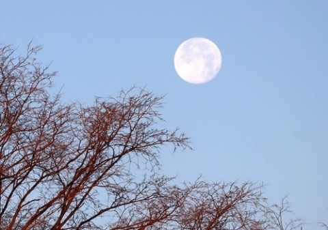 寒空に朝の月
