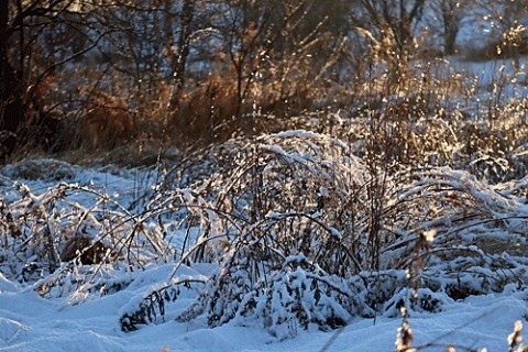 湿った雪が降った朝