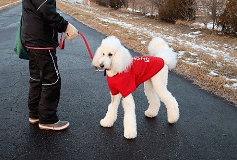 お散歩ワンちゃん