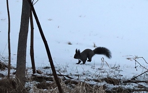 近くで見かけたエゾリス