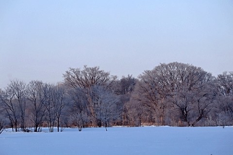 霧氷が見られた朝