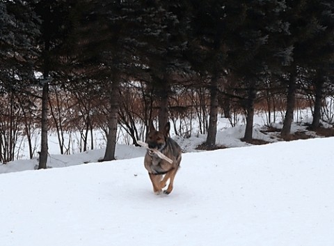 被写体に困った時のエル