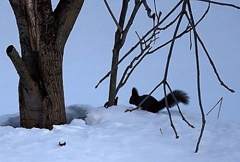 氷点下15度の朝