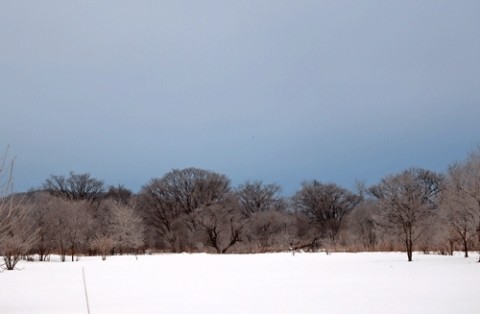 霧氷が見られた河川敷