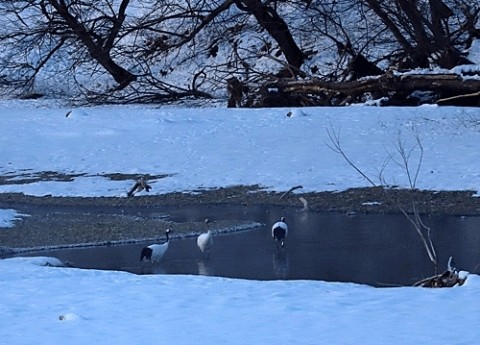 浦幌町の川でタンチョウ鶴