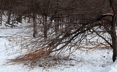 木の皮を食べるエゾシカ