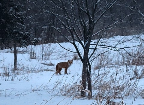 鹿が写せなくて残念