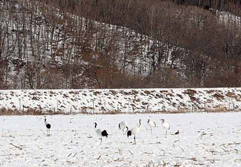 音別のタンチョウ鶴