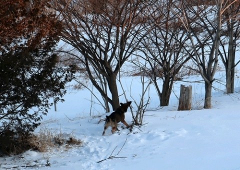 風の吹く日は散歩なし