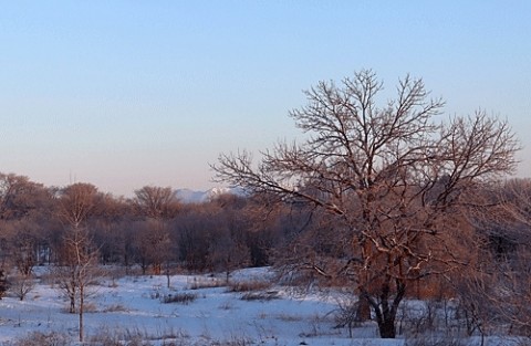 降った雪が霧氷に見えます