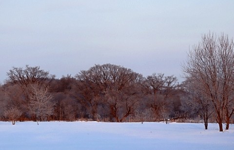 河川敷の霧氷風景