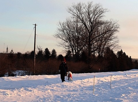 お散歩ワンちゃん