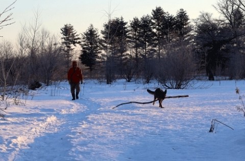棒を咥えて歩くエル