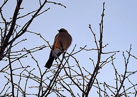 写したのはカケス
