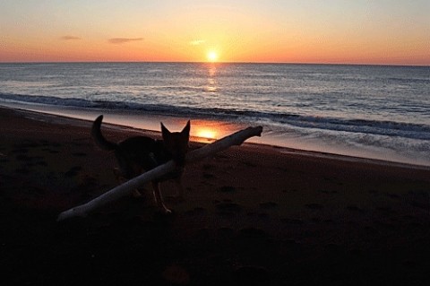 大きな丸太を咥えて歩くエル