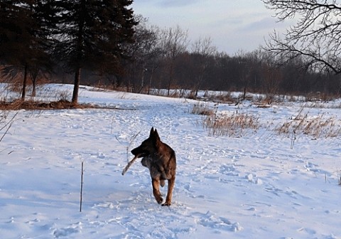 相変わらずのエル