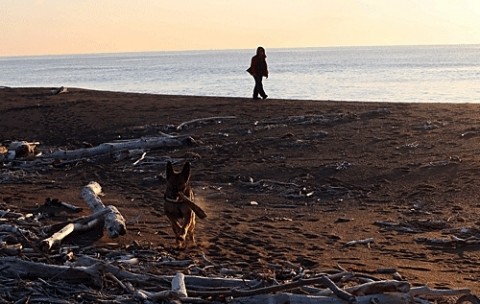 浜でもぼっこを咥えて歩く
