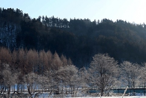 山で写した霧氷