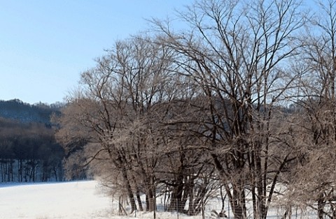 音別の山で写した霧氷