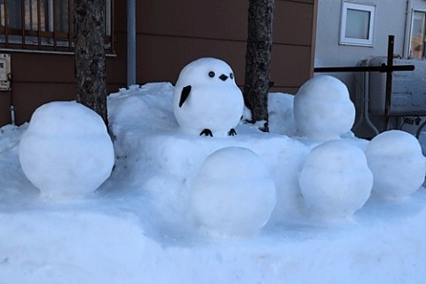 シマエナガが可愛い!!