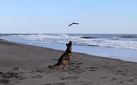 大津の浜辺で遊ぶエル