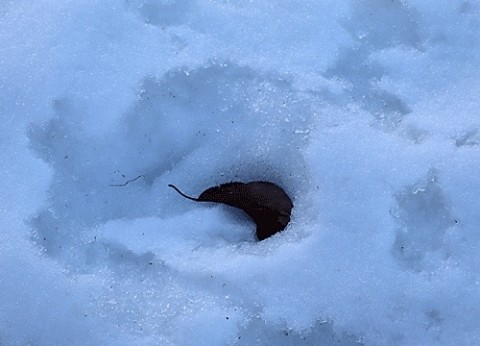 雪解けが進んでいます