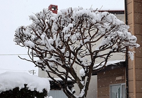 モミジの木に雪の花