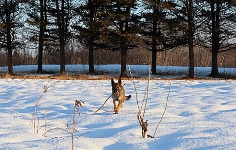 硬雪なのでどこでも歩けました