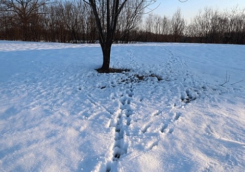 近くに鹿の足跡