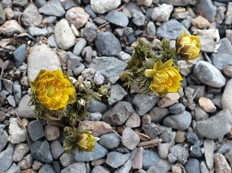 咲いていたフクジュソウ