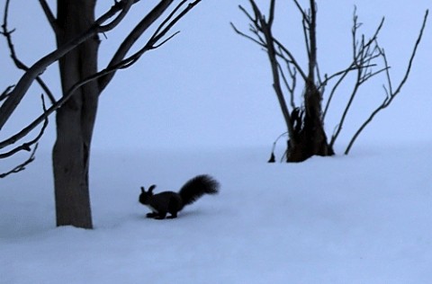 この冬初めてのエゾリス