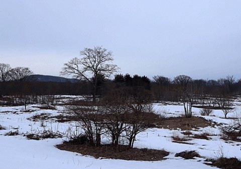 雪解けが進んでいます