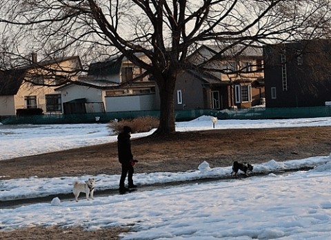 お散歩ワンちゃん
