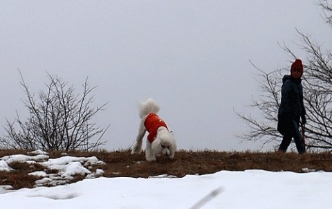 お散歩ワンちゃん