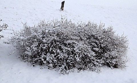 咲いたのは雪の花