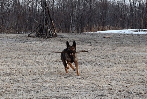 河川敷を走るエル
