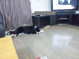 テレビを見る犬　２